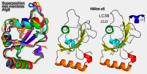 Structure des Atg8 et hélice α5