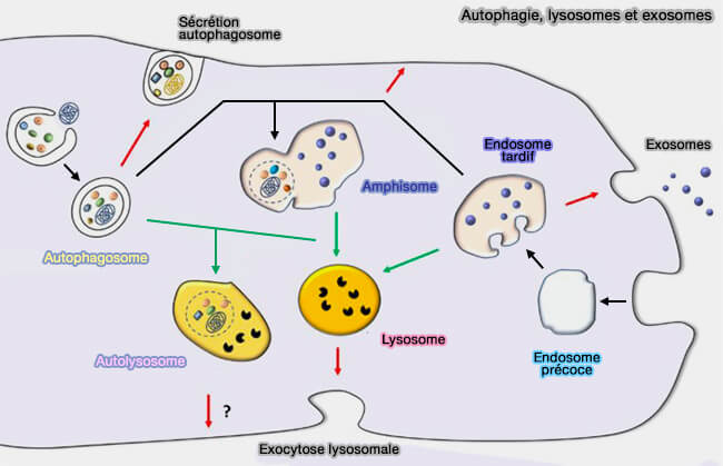 Autophagie, lysosomes et exosomes
