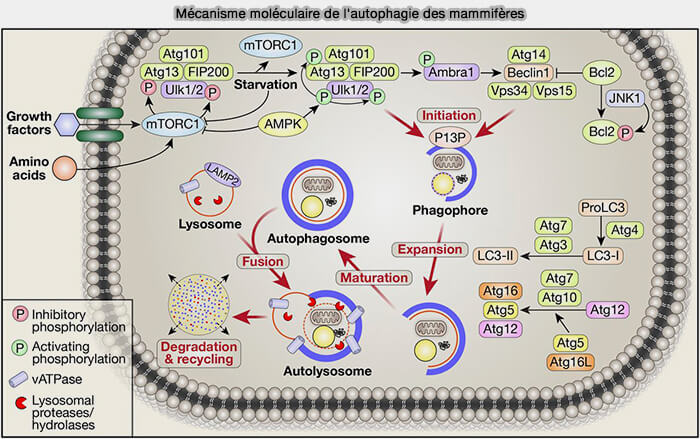 Mécanisme moléculaire de l'autophagie des mammifères
