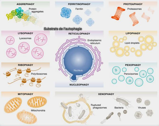 Les substrats de l'autophagie