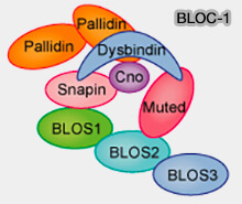 Complexes BLOC-1