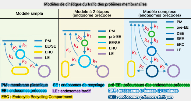 Modèles de cinétique du trafic des protéines membranaires