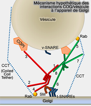 Mécanisme hypothétique de COG