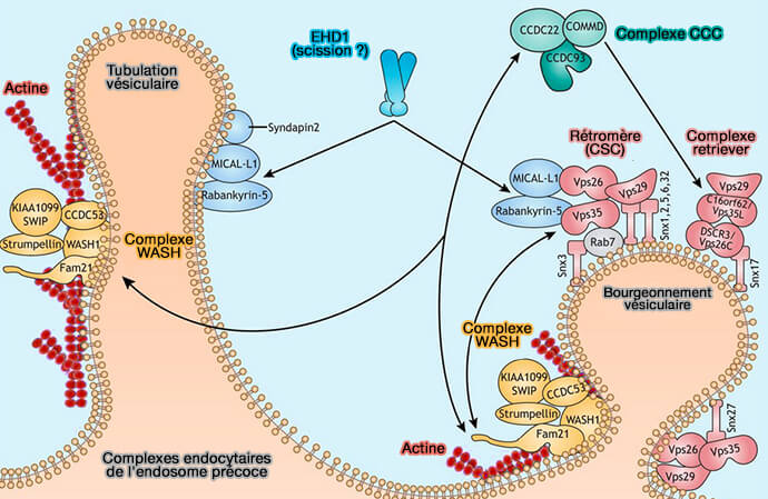 Complexes endocytairesde l'endosome précoce