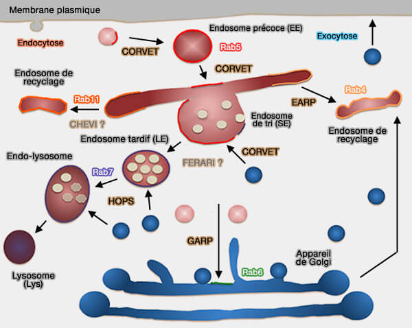 Endosomes : système d'arrimage et différentes Rab