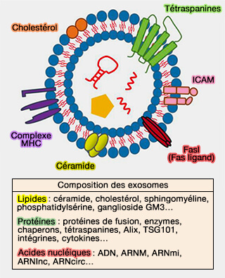 Composition des exosomes
