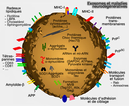 Exosomes et maladies neurodégénératives