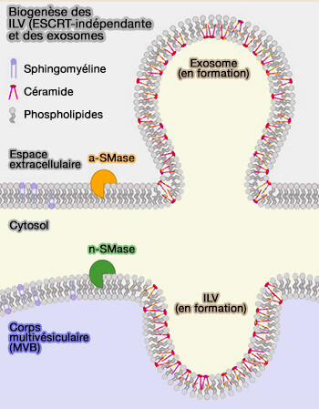 Formation des exosomes et des ILV