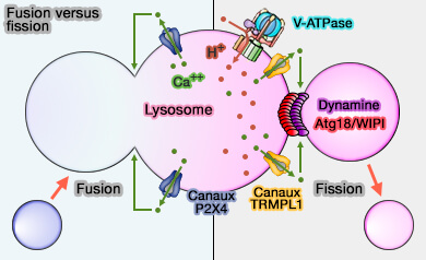 Fusion versus fission des lysosomes