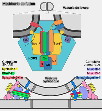 Machineries de fusion (vaculoes et vésicules synaptiques)