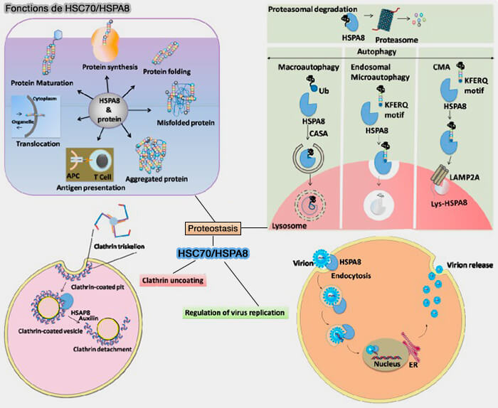 Changements structurels de DnaK de la levure