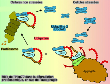 Rôles de l'Hsp70