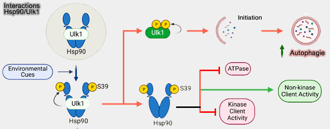 Interactions Hsp90/Ulk1