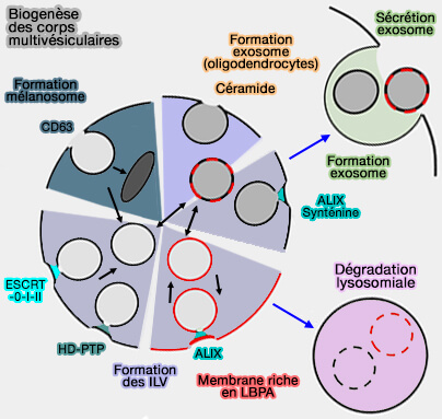 Biogenèse des endosomes multivésiculaires (MVE/MVB)