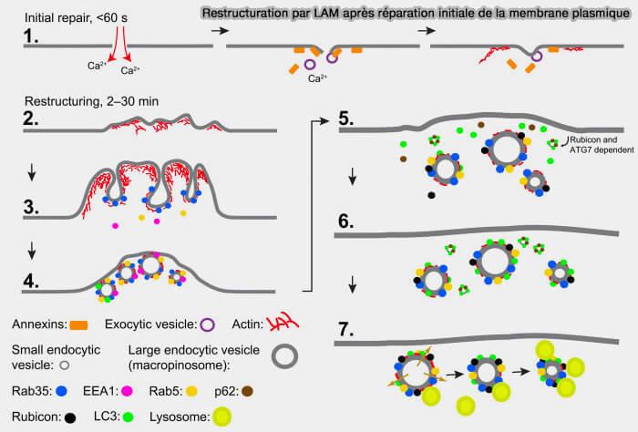 LAM et restructuration membranaire