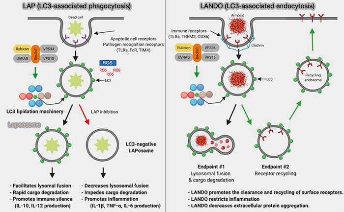 Comparaison entre LAP et LANDO