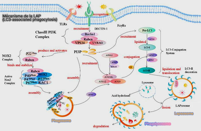 Mécanisme de la LAP (LC3-associated phagocytosis)
