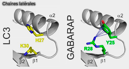 Chaînes latérales de LC3/GABARAP