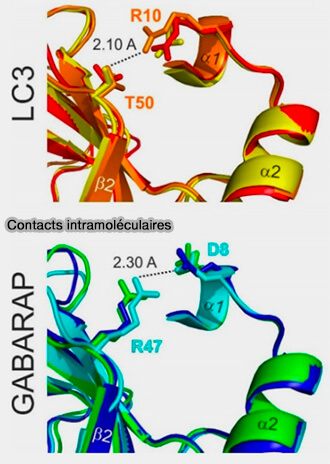 Contacts intramoléculaires de LC3/GABARAP