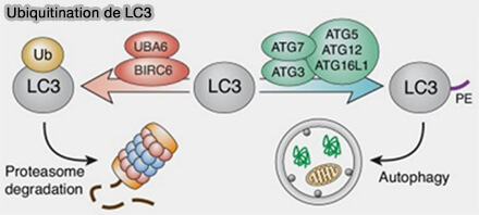 Ubiquitination de LC3