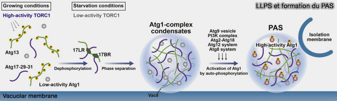 LLPS et formation du PAS