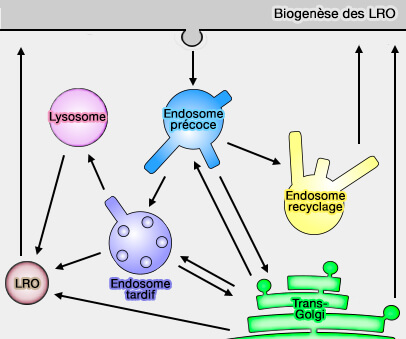 Biogenèse des LRO