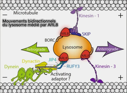 Mouvements bidirectionnels médiés par ARL8