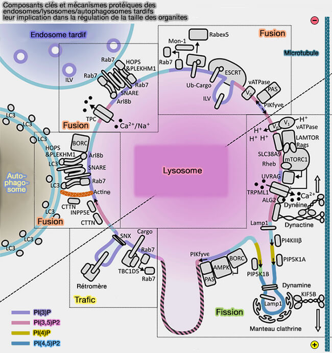 Composants et mécanismes de la taille des lysosomes