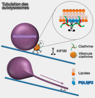 Tubulation des autolysosomes