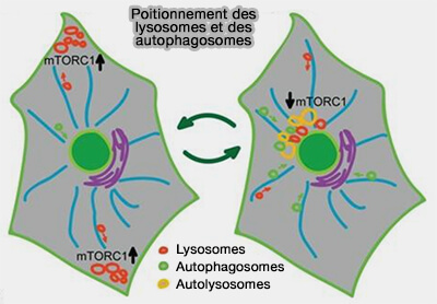 Positionnement des lysosomes et des autophagosomes