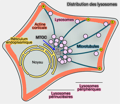 Disposition des lysosomes