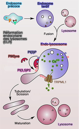 Reformation endocytaire des lysosomes (ALR)