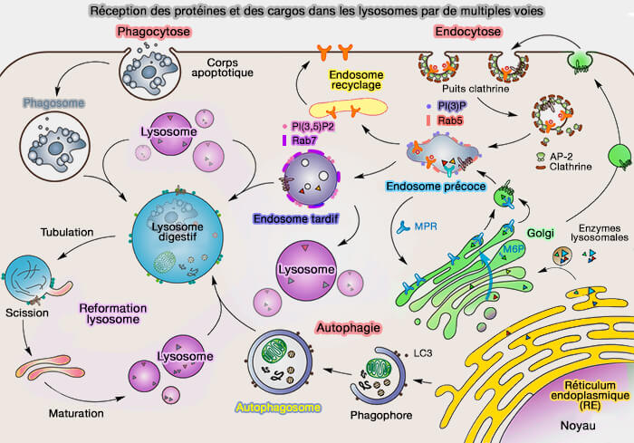 Réception des protéines et des cargos dans les lysosomes