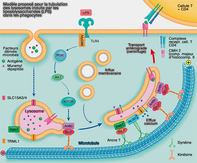 Modèle pour la tubulation des lysosomes induite par les LPS dans les phagocytes
