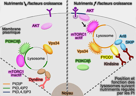Régulation des lysosomes par les phosphoinositides