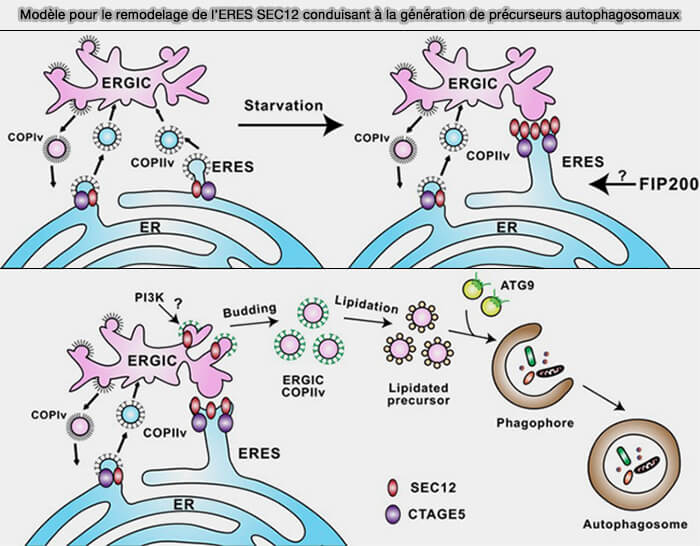 Modèle du complexe ULK1