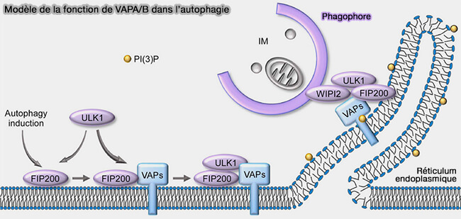 Modèle de la fonction de VAPA/B dans l’autophagie