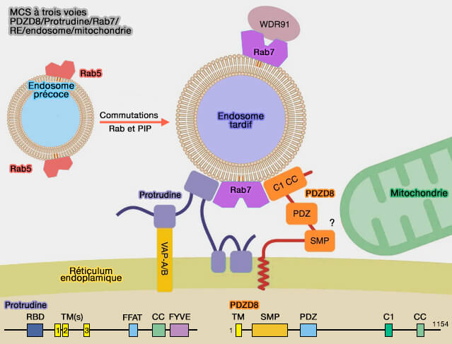 MCS à trois voies  PDZD8/Protrudine/Rab7/RE/endosome/mitochondrie