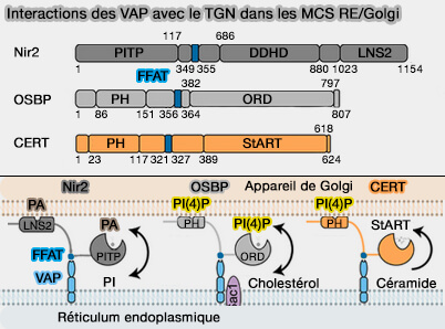 Interactions des VAP avec le TGN dans les MCS RE/Golgi
