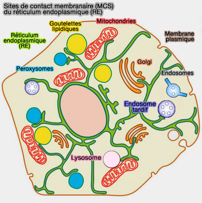 Sites de contact membranaire (MCS) du RE
