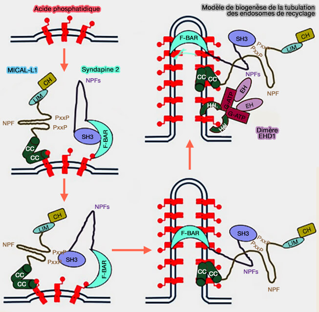 Modèle de biogenèse de la tubulation des endosomes de recyclage