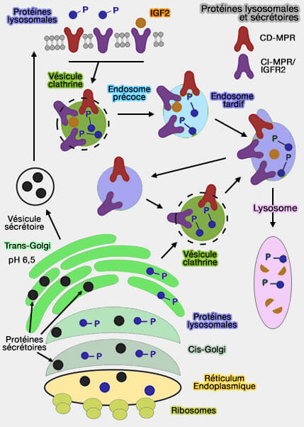Tri des protéines lysosomales et sécrétoires