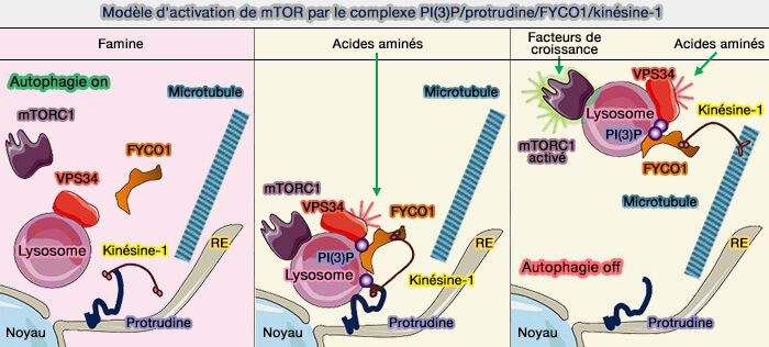 Modèle d'activation de mTOR par le complexe PI(3)P/protrudine/FYCO1/kinésine-1