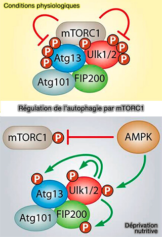 Régulation de l'autophagie par mTORC1