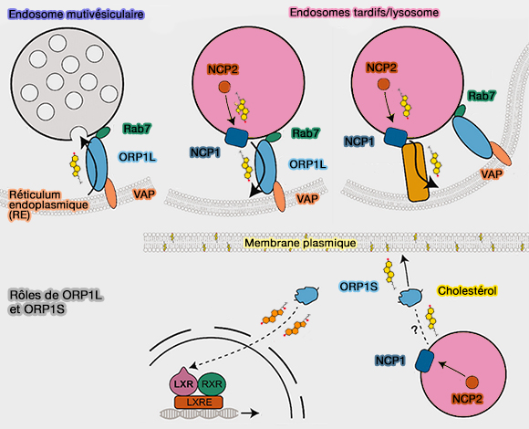 Rôles de ORP1L et ORP1S
