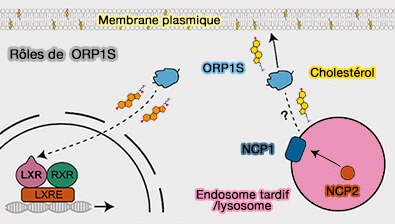 Rôles de ORP1S