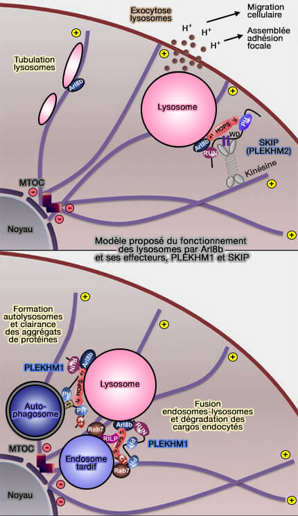 Modèle de fonctionnement des lysosomes par Arl8b et PLEKHM1