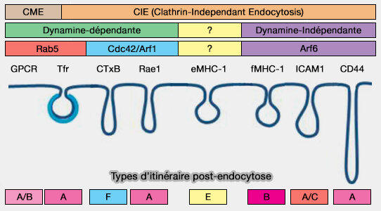 Types d’itinéraire post-endocytose