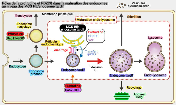 Rôles de la protrudine et PDZD8 dans la maturation des endosomes