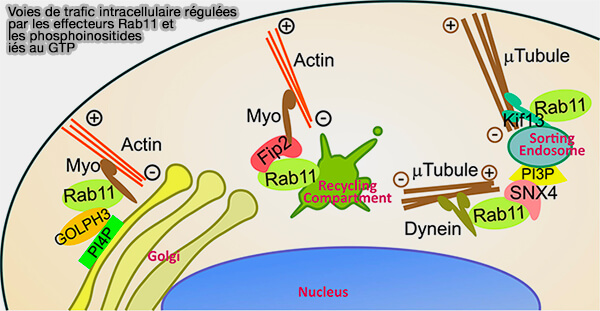 Voies de trafic intracellulaire régulées par les effecteurs Rab11